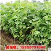 供應綠化工程苗木 馬褂木小苗 鵝掌楸 25公分 規格齊全 行道樹苗