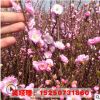 重瓣榆葉梅 叢生榆葉梅樹苗批發 規格齊全 工程綠化苗木 景觀綠化