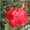 品種月季樹大花月季批發 成活率高 紅帽月季苗 30-40高紅帽月季
