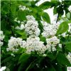 苗圃直銷泡桐樹苗 泡桐樹 紫花泡桐苗 工程綠化行道樹 量大優惠