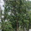 基地批發烏柏樹苗大烏柏樹 綠化工程用樹行道樹3-30公分烏柏樹