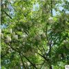基地銷售香花槐樹苗 刺槐樹苗行到風(fēng)景綠化樹苗觀花植物 量大優(yōu)惠