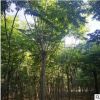 欒樹(shù)木苗 批發(fā)綠化 黃山欒樹(shù) 北京欒樹(shù) 規(guī)格齊全基地直銷(xiāo)