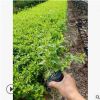 福建地被苗直銷 藍雪花 藍花丹 盆栽 陽臺庭院室內花期長攀爬植物