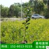 臺灣相思 樹苗批發、工程苗木、基地直銷 綠化工程樹苗