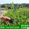 美人蕉地被苗袋苗 可盆栽紅艷蕉、小花美人蕉、小芭蕉綠化苗木