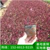 紅貴妃地被苗 綠化苗木、基地直銷、品種多樣 紅貴妃樹苗