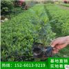 毛杜鵑地被苗 多種規格 綠化苗木、基地直銷、量大價優、品種多樣