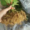 吉塞拉6號