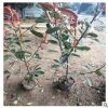 綠化工程觀賞紫薇價(jià)格 供應(yīng)12公分紫薇 城市街道綠化紫薇樹批發(fā)