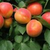 豐園紅杏