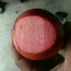 119-6紅色之愛蘋果苗