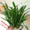 精品盆栽 報(bào)歲蘭墨蘭 墨蘭大苗 富貴 濃香 當(dāng)年開花 多品種