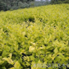 供應(yīng)金葉女貞項(xiàng)羽花木