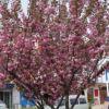 項(xiàng)羽 櫻花，櫻花苗 櫻花廠家