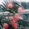 項(xiàng)羽 合歡 合歡苗木