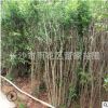 批發(fā)叢生花石榴 高度1.5米 冠幅1米的 多桿石榴樹 有4-8個分支