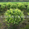 苗圃批發(fā)冠幅80的金葉女貞球 金冠女貞球 綠化工程用球類價格優(yōu)惠