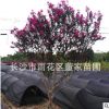 批發(fā)叢生紫薇 高度2米 冠幅1米 苗圃直銷 量大優(yōu)惠