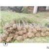 供應6-7-8cm香樟 切桿 裸根 帶冠香樟樹苗 農(nóng)戶自產(chǎn)自銷價格