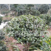 批發(fā)80CM大的茶花球 湖南精品茶花球 價格實惠 樹形優(yōu)質(zhì)