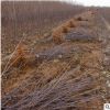 批發供應蘋果樹苗紅露蛇果蘋果苗適合南方種植新品種果樹苗