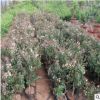 山東基地紅色金銀花苗 紅白色金銀花樹苗 平邑金銀花高產量品種好