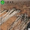 基地供應 黑玫瑰櫻桃苗 臺灣櫻桃苗成活率高