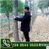 銀杏樹白果樹大樹12-25公分行道樹公園景觀樹綠化種植基地供應(yīng)