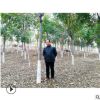 欒樹10-15公分供應(yīng)湖北欒樹基地行道綠化園林小區(qū)公園苗木10公分