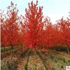 苗圃直銷紅櫸樹苗 叢生櫸樹 大規(guī)格行道樹櫸樹 工程苗批發(fā)園林綠