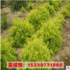 地被植物金葉蕕 規格齊全 綠化工程苗木 叢生金葉蕕樹苗 基地直銷