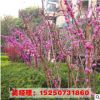 紫荊小苗 紫荊樹苗 滿條紅 庭院觀賞花 叢生紫荊冠大 規格齊全