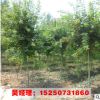 批發各種規格綠化苗 青桐苗 工程綠化苗木 青皮梧桐小苗 道路綠化