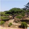 山東造型景松風景松平頂松泰山景松迎客松流蘇竹子絲綿木銀杏杜仲