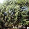低價銷售青皮垂柳樹苗常年出售現挖現賣規格齊全山東青皮垂柳基地