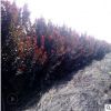 山東紫葉李樹苗價格綠化苗木市場行情 叢生紅葉李濕地綠化工程苗