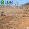 苗圃直銷 櫻桃苗 巴西甜櫻桃樹(shù)苗 根系發(fā)達(dá)
