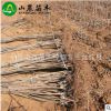 櫻桃苗基地 批發(fā)供應(yīng) 優(yōu)質(zhì)巴西櫻桃苗 質(zhì)優(yōu)價(jià)廉