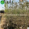 基地供應(yīng) 核桃苗品種 核桃苗批發(fā) 棵棵精挑細(xì)選 現(xiàn)挖現(xiàn)賣(mài)