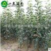 農(nóng)家直銷 蘋(píng)果苗 金帥蘋(píng)果苗 成活率高 根系發(fā)達(dá)