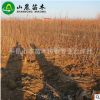 基地提供 大金星山楂苗 山楂苗批發(fā) 根系發(fā)達(dá) 量大從優(yōu)