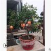 盆栽石榴掛果石榴盆景陽(yáng)臺(tái)庭院種植果大籽甜品種大紅袍