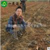 苗圃提供 美人指葡萄苗 葡萄苗批發(fā) 成活率高