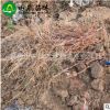 葡萄苗基地 直銷 巨玫瑰葡萄苗 棵棵精挑細(xì)選 量大從優(yōu)