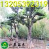 大量供應 大規格櫸樹 造型櫸樹 紅櫸樹 叢生櫸樹 量大優惠