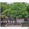 庭院造型樹 室內盆景植物苗圃直銷石榴樹樁大型室內盆栽觀葉植物