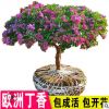 丁香花樹苗庭院綠化植物濃香帶花耐寒盆栽室四季別墅風(fēng)景樹苗
