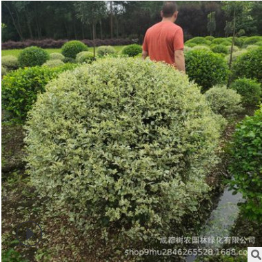 四川成都 銀姬小蠟球 花葉女貞球批發(fā) 冠幅60-150等花灌球類直供
