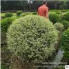 四川成都 銀姬小蠟球 花葉女貞球批發(fā) 冠幅60-150等花灌球類直供
